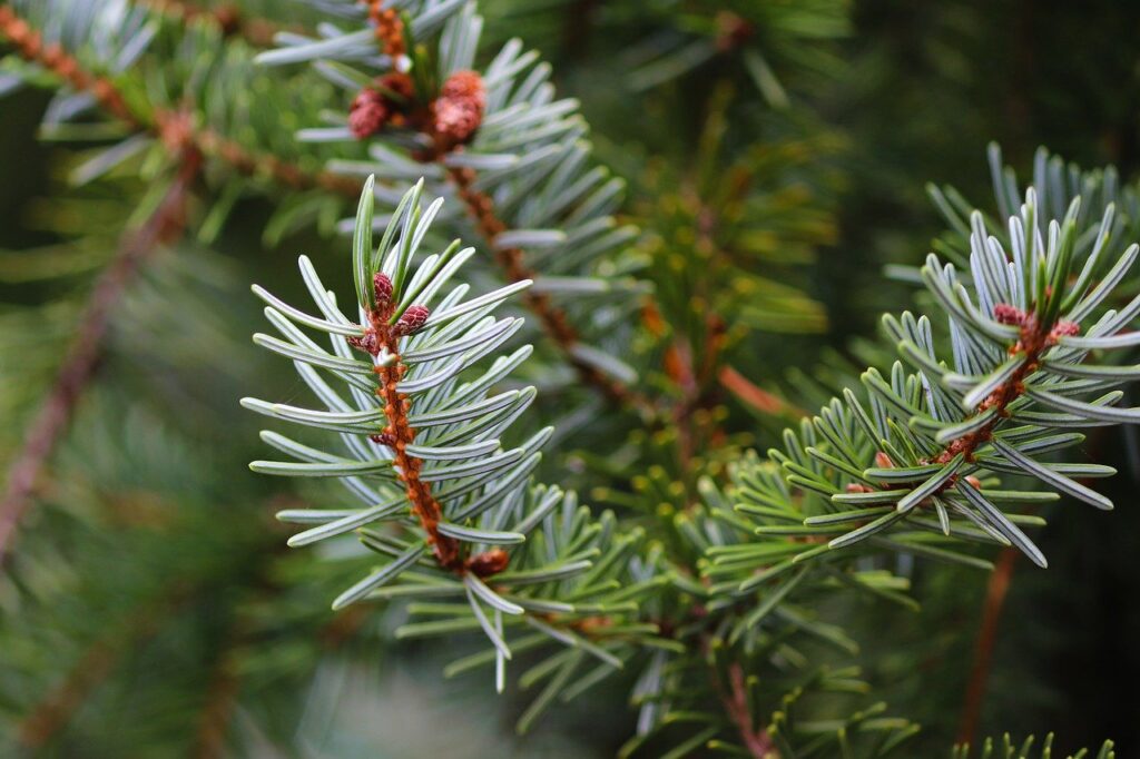 needle branch, pine needles, conifer-7602426.jpg